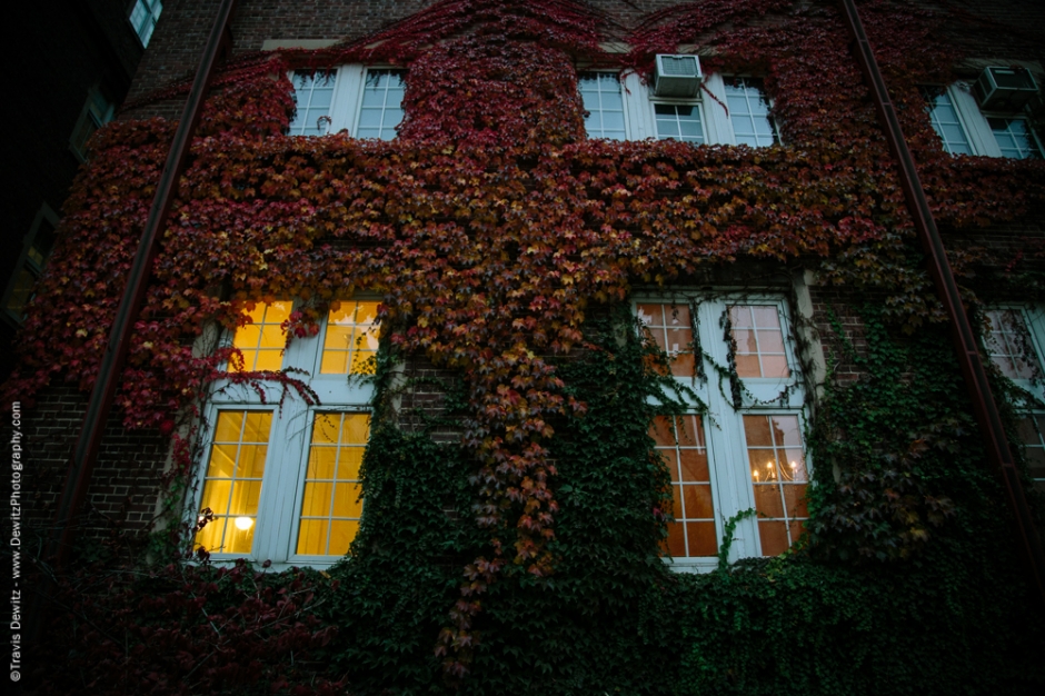 Colorful Ivy Wall at Dusk