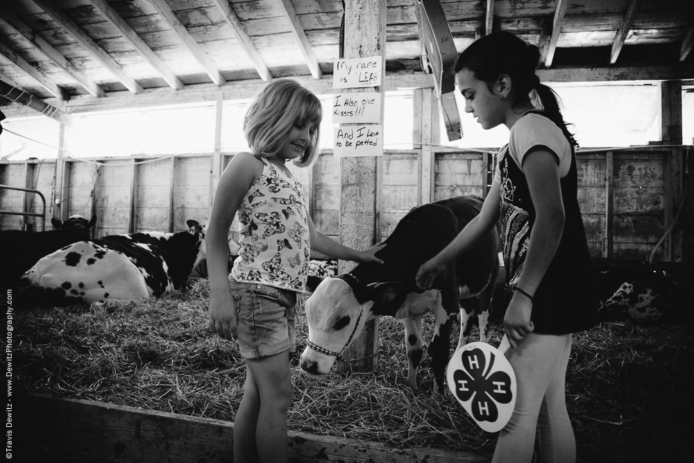 Northern Wisconsin State Fair 4H Girls Petting Calf