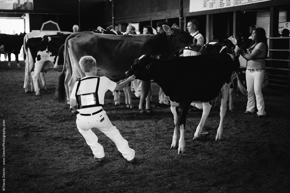 Northern Wisconsin State Fair Boy Pulling Cow