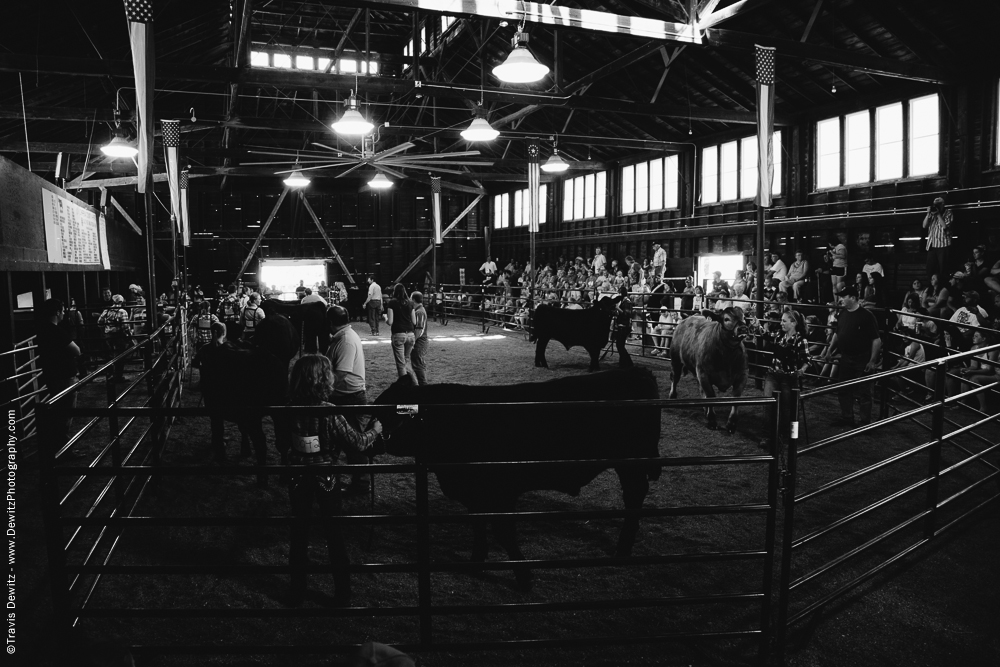 Northern Wisconsin State Fair Cattle Show in Arena