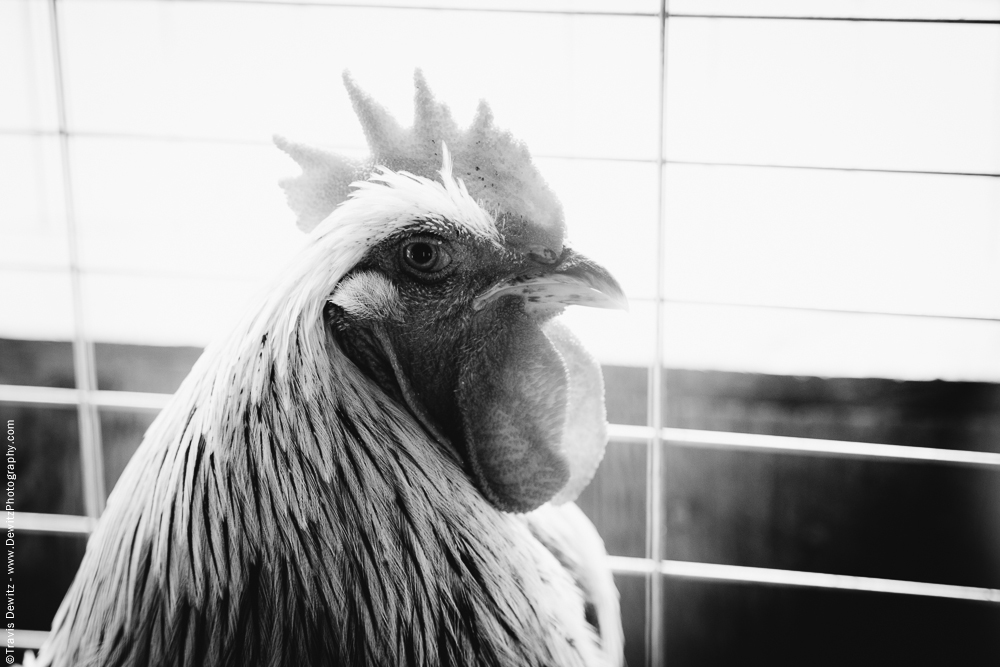 Northern Wisconsin State Fair Chicken Head