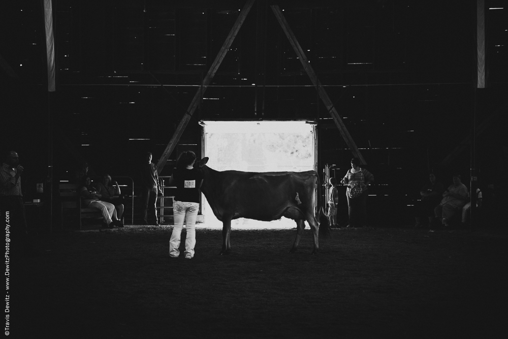 Northern Wisconsin State Fair Cow Being Shown