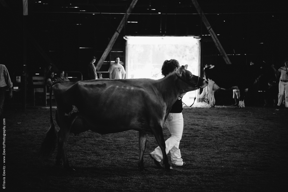 Northern Wisconsin State Fair Cow Broad Side