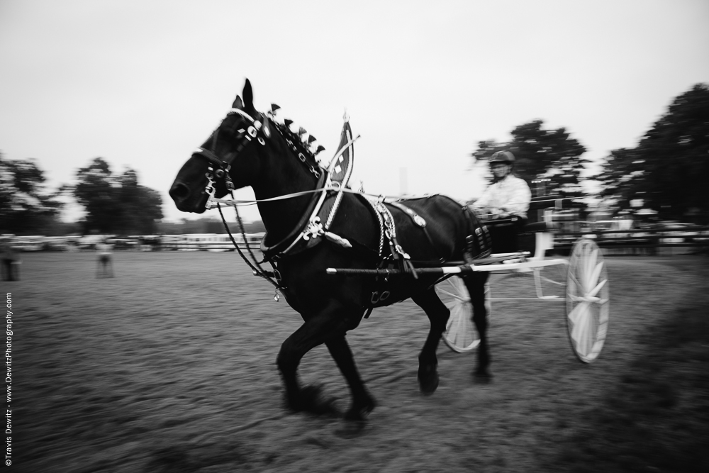 Northern Wisconsin State Fair Draft Horse Running with Cart