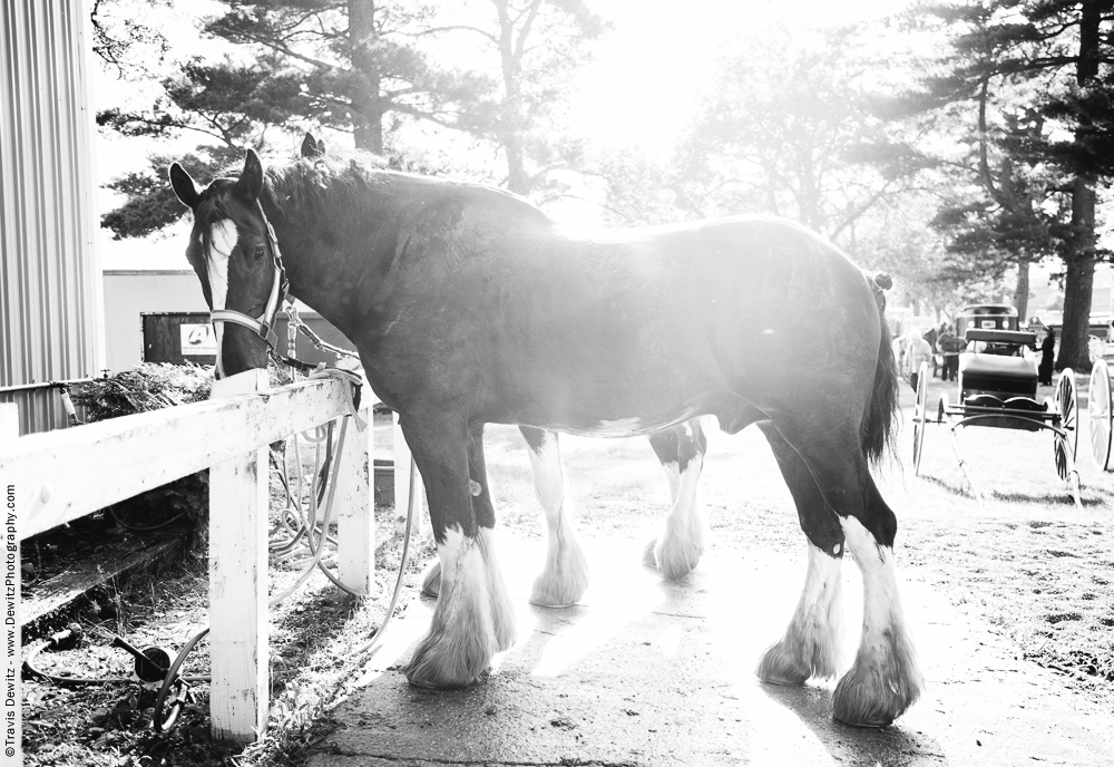 Northern Wisconsin State Fair Draft Horse in Sunshine