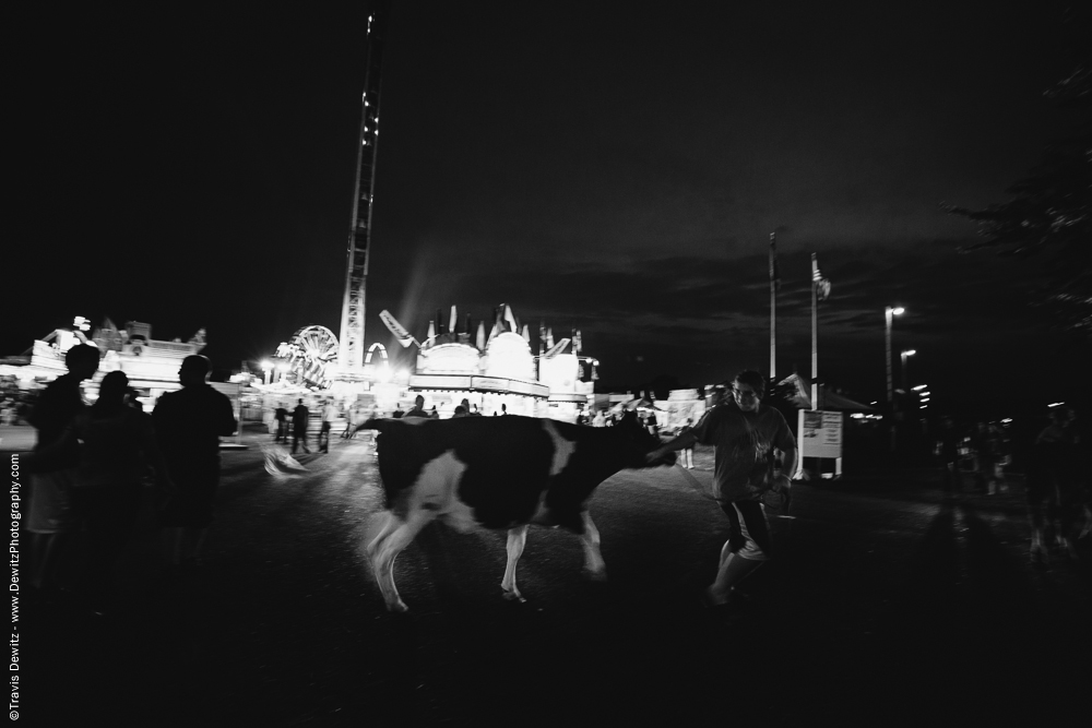 Northern Wisconsin State Fair Farm Boy Being Chased by His Dairy Cow