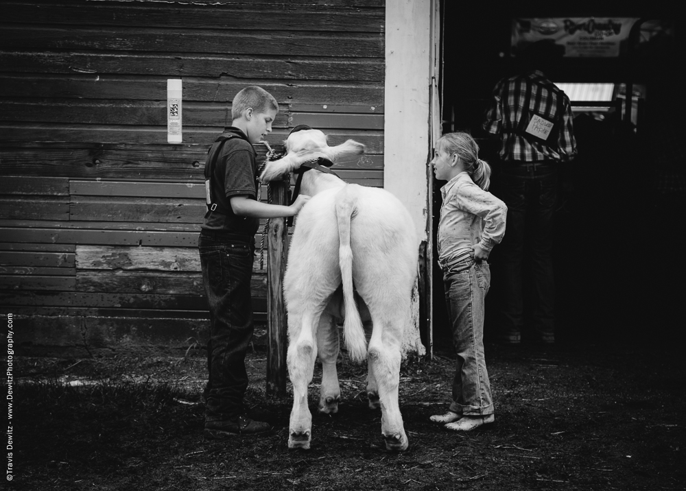 Northern Wisconsin State Fair Girl Boy and White Calf