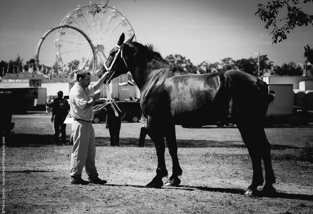 Northern Wisconsin State Fair Horse Being Shown