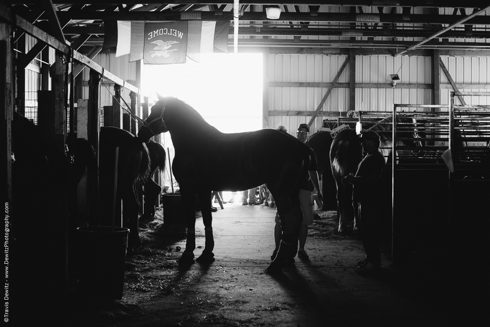 Northern Wisconsin State Fair Horse Silhouette