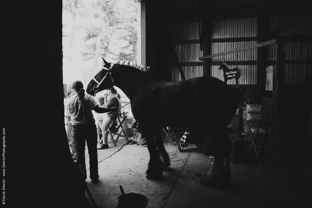 Northern Wisconsin State Fair Large Draft Horse