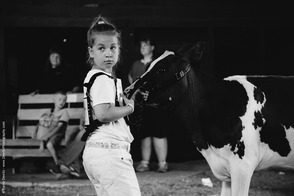 Northern Wisconsin State Fair Little Girl With Calf