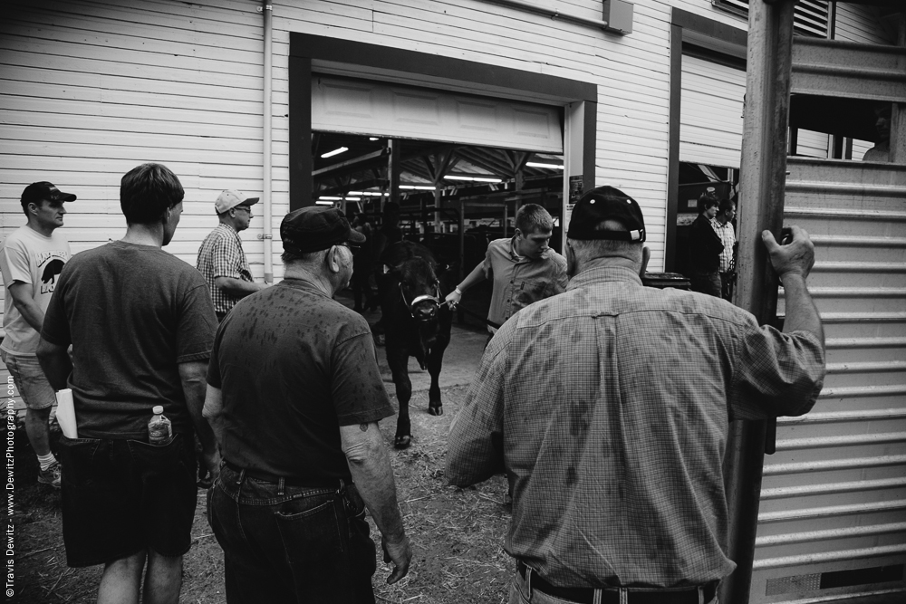 Northern Wisconsin State Fair Loading Cattle Trailer