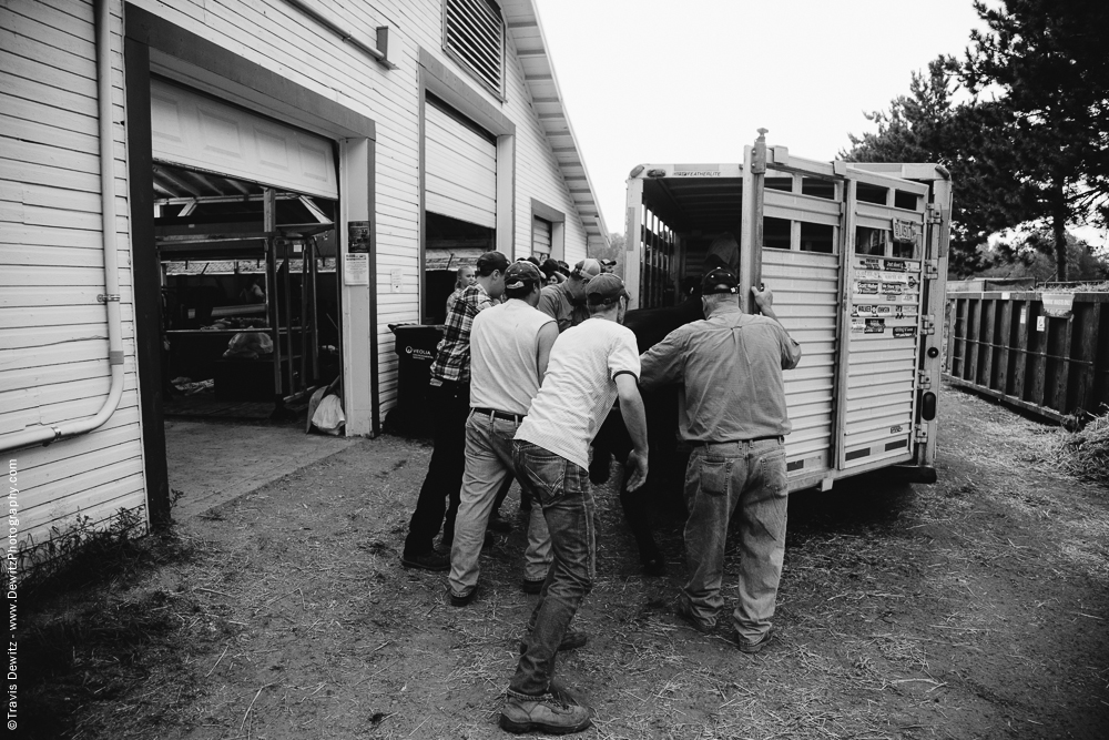 Northern Wisconsin State Fair Pushing Cow into Trailer