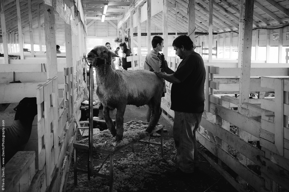 Northern Wisconsin State Fair Shaving Sheep