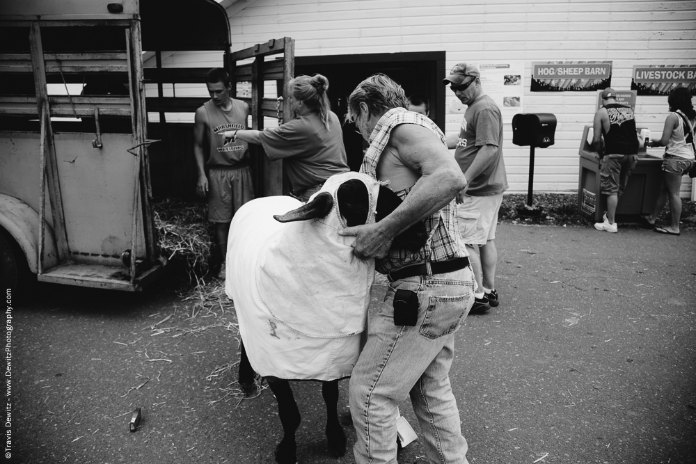 Northern Wisconsin State Fair Unloading Sheep