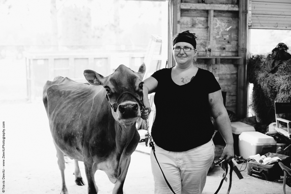 Northern Wisconsin State Fair Walking Jersey Cow Back to Stable
