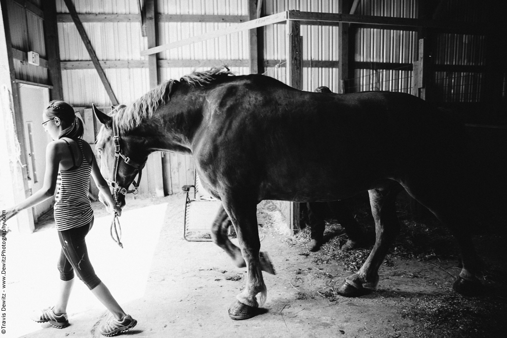 Northern Wisconsin State Fair Walking Large Horse out of Stables