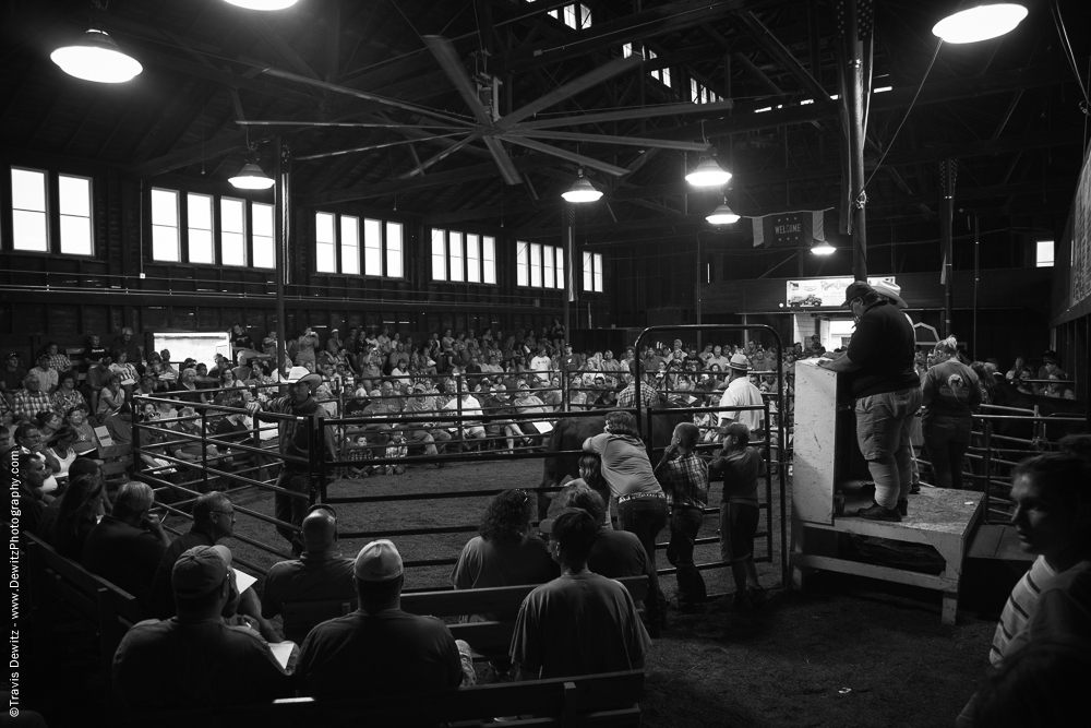 Northern Wisconsin State Fair Watching Bidding