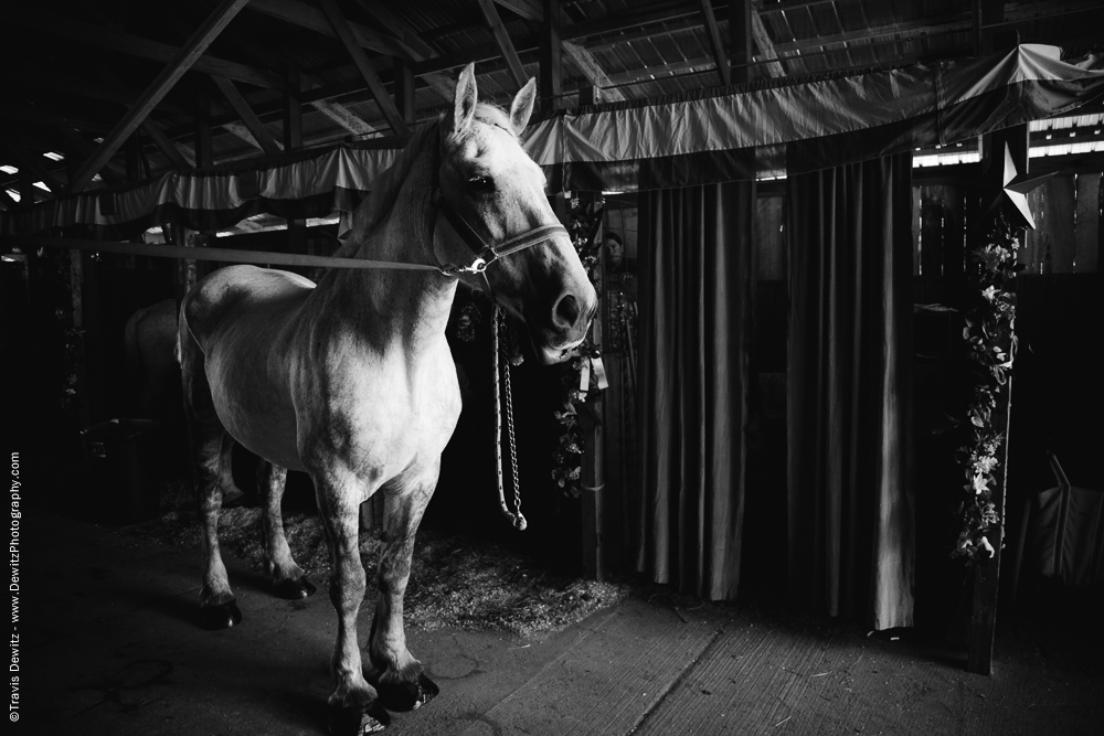 Northern Wisconsin State Fair White Horse Portrait