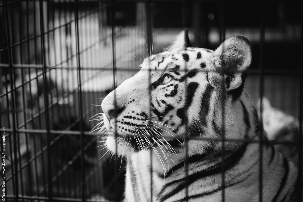 Northern Wisconsin State Fair White Tiger