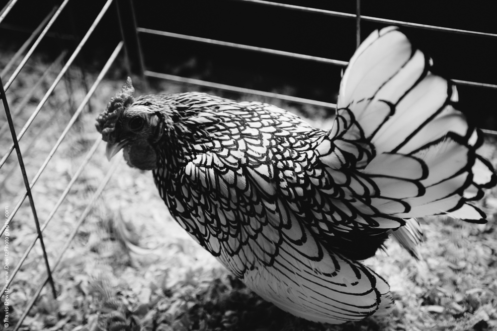 Northern Wisconsin State Fair White and Black Hen