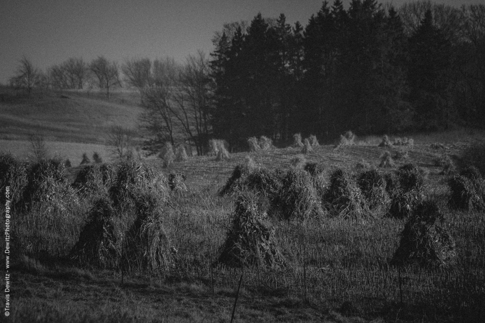 Amish Tied Corn Stalks