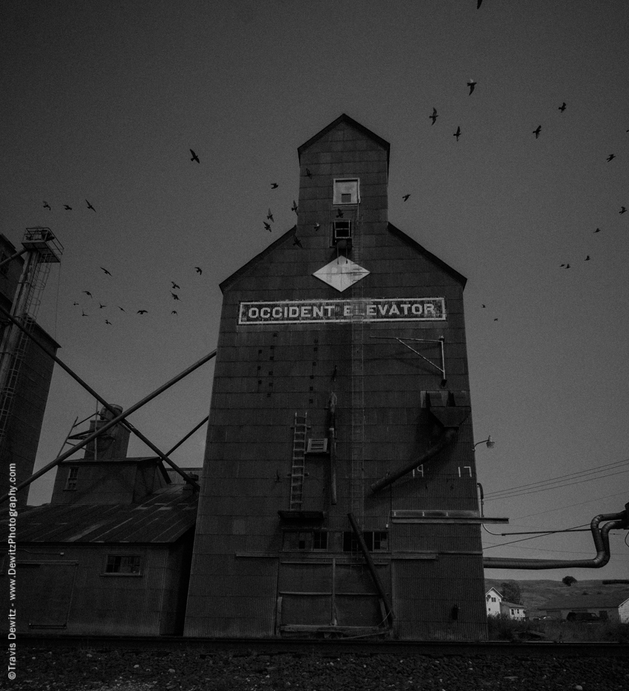 Birds Flying Around Grain Elevator