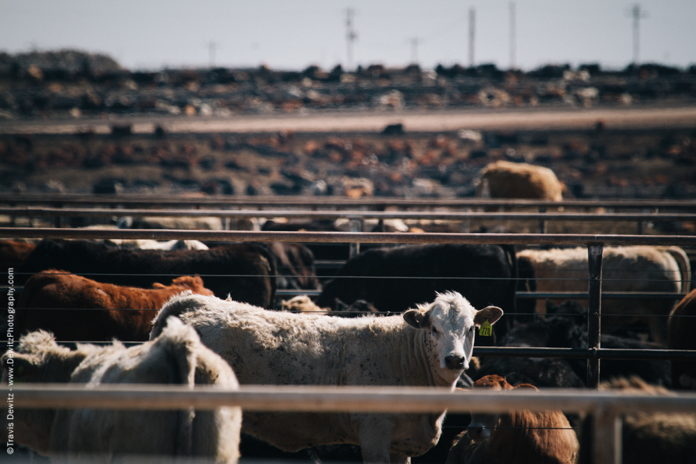 Cow Feed Lot