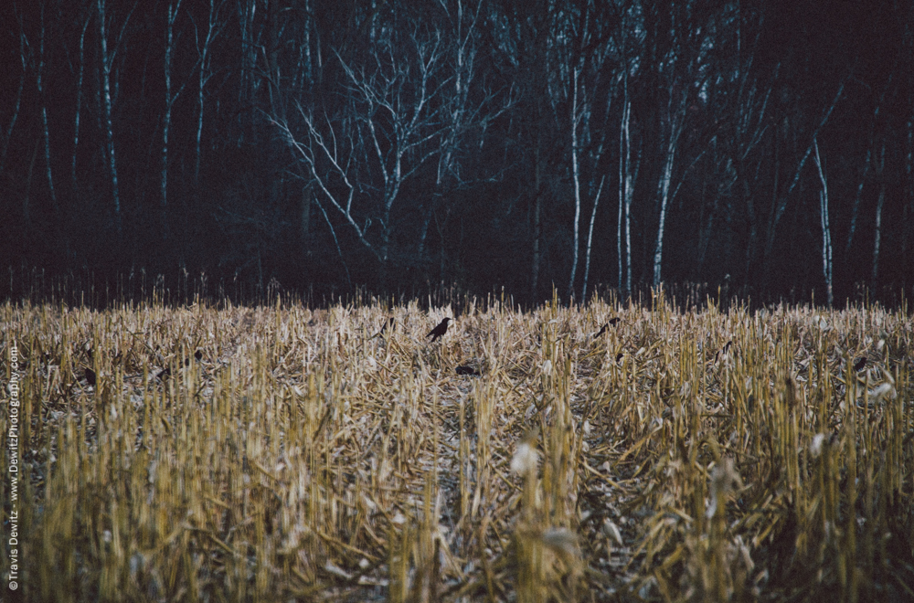 Crows in Corn Field