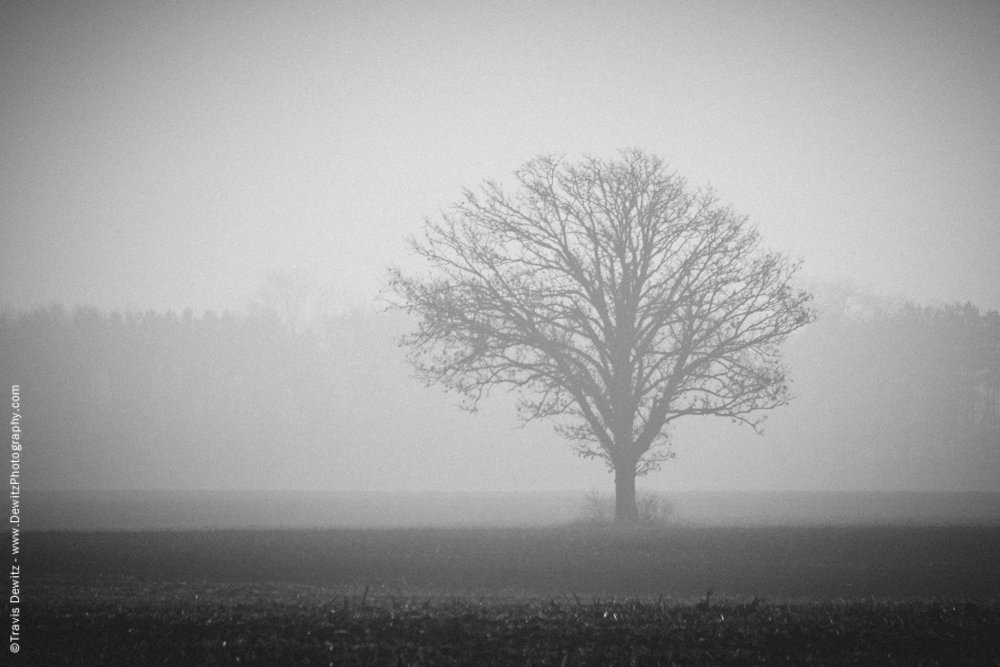 Lone Foggy Tree