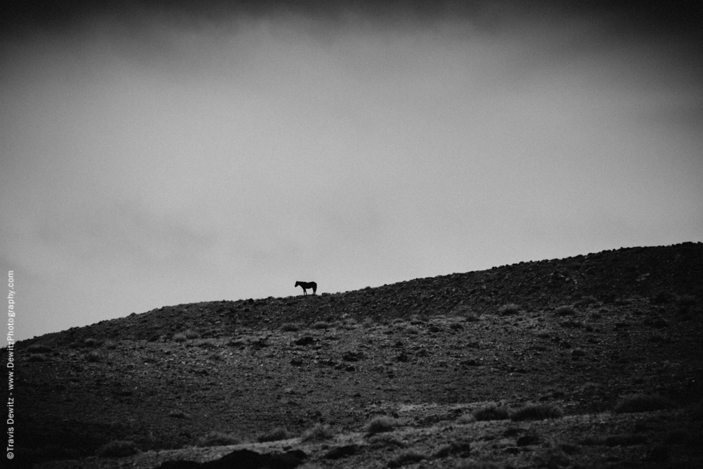 Lone Horse on Ridge