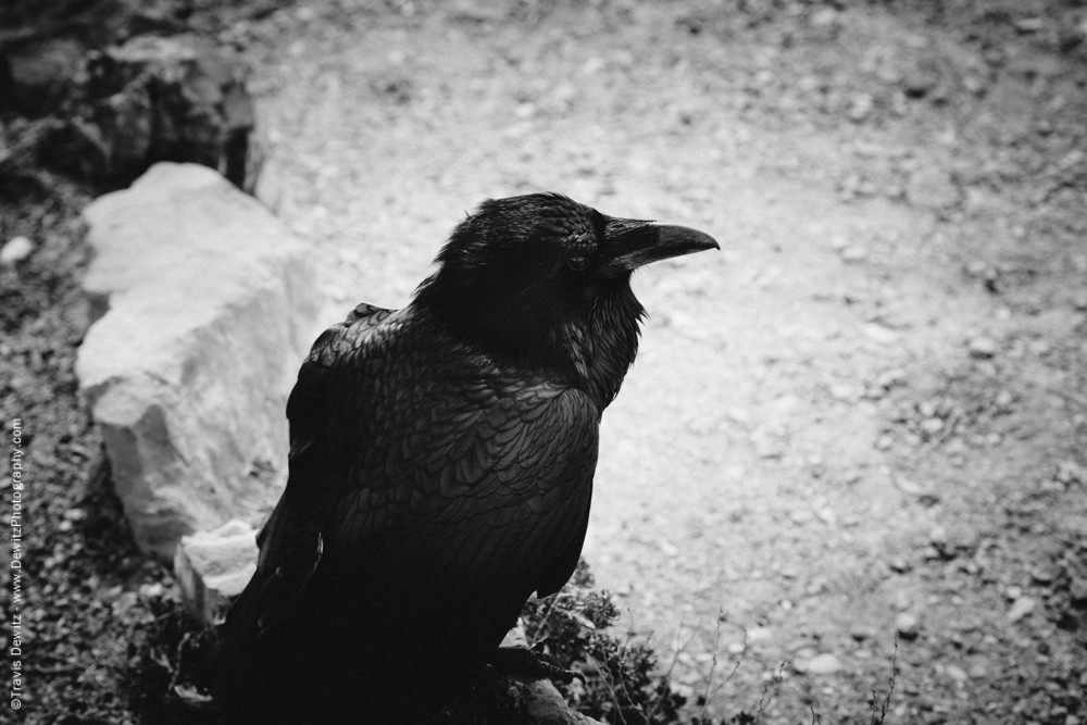 Mean Raven