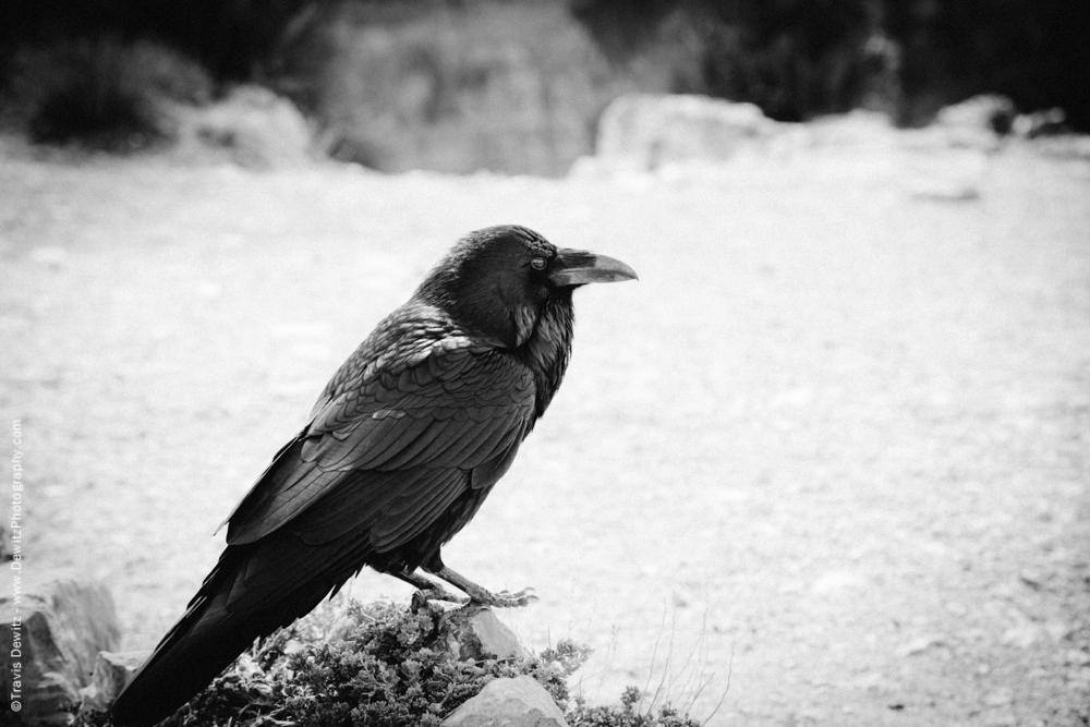 Raven on a Rock