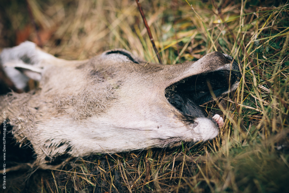 Screaming Deer Head