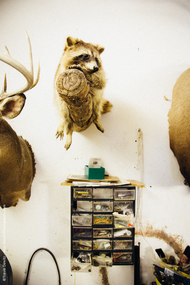 Taxidermy Raccoon