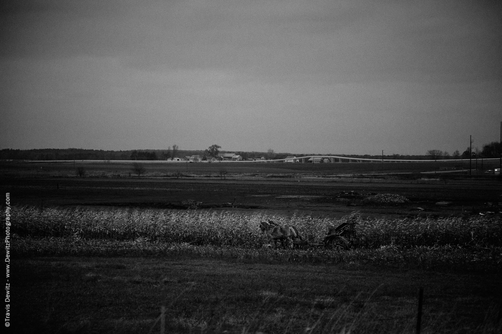 Amish Man Cutting Corn - Augusta, WI