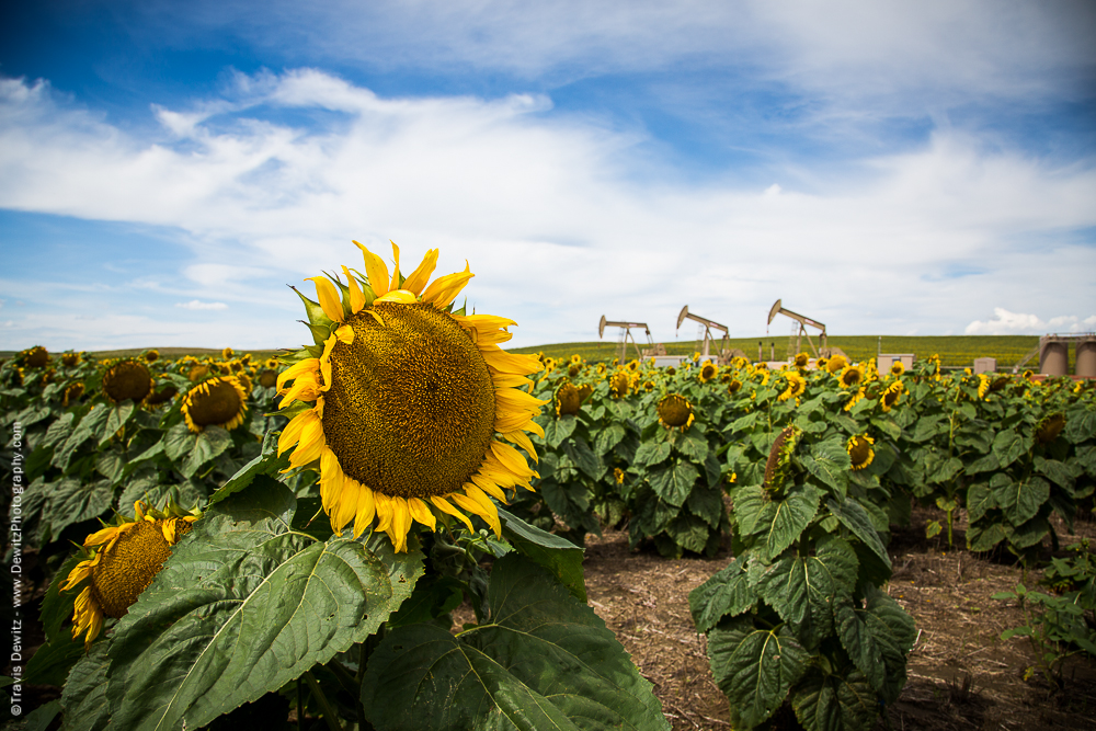 Sunflowers and Jackpumps