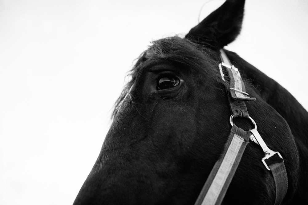 Molly the Big Black Draft Horse