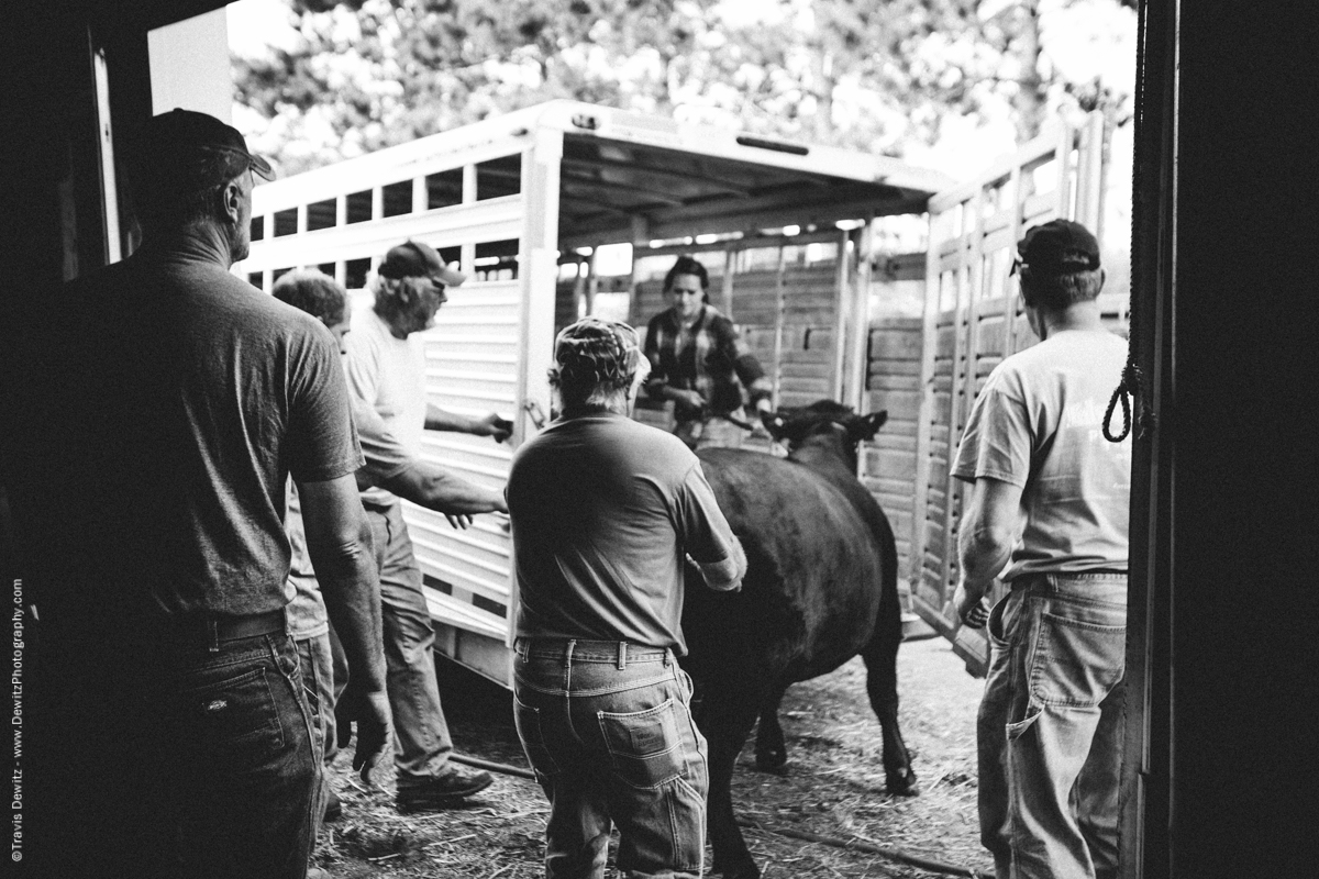 Northern Wisconsin State Fair Cattle Auction-7632