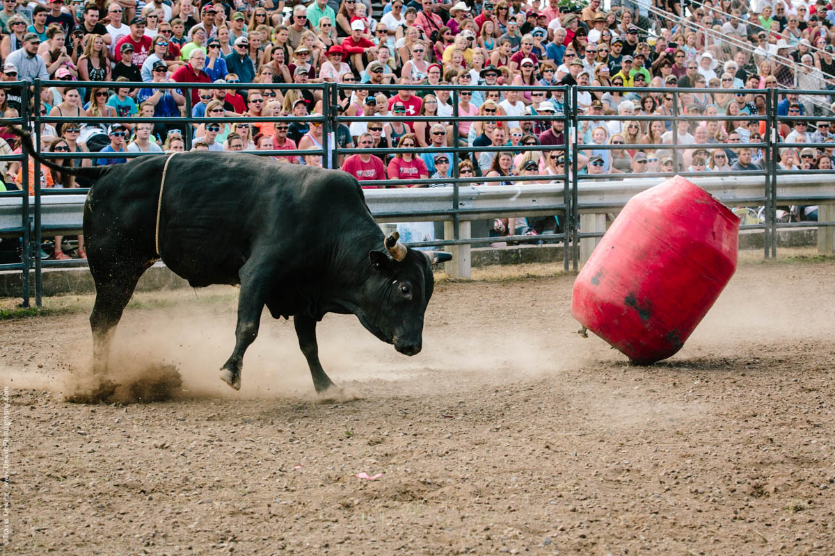 Bull Hitting Red Barrel-2893