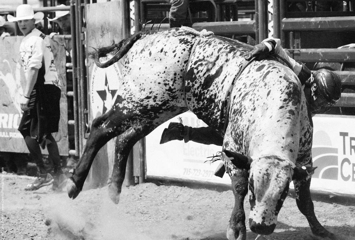 Bull Rider Hangs on After Being Thrown Off-2836