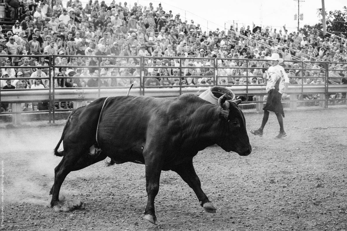 Bull Runs Around Dusty Ring-2894