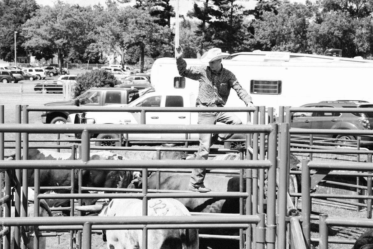 Cowboy Getting Bulls Ready-3201