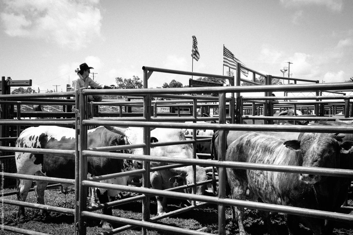 Cowboy Watching Over Bulls-2683