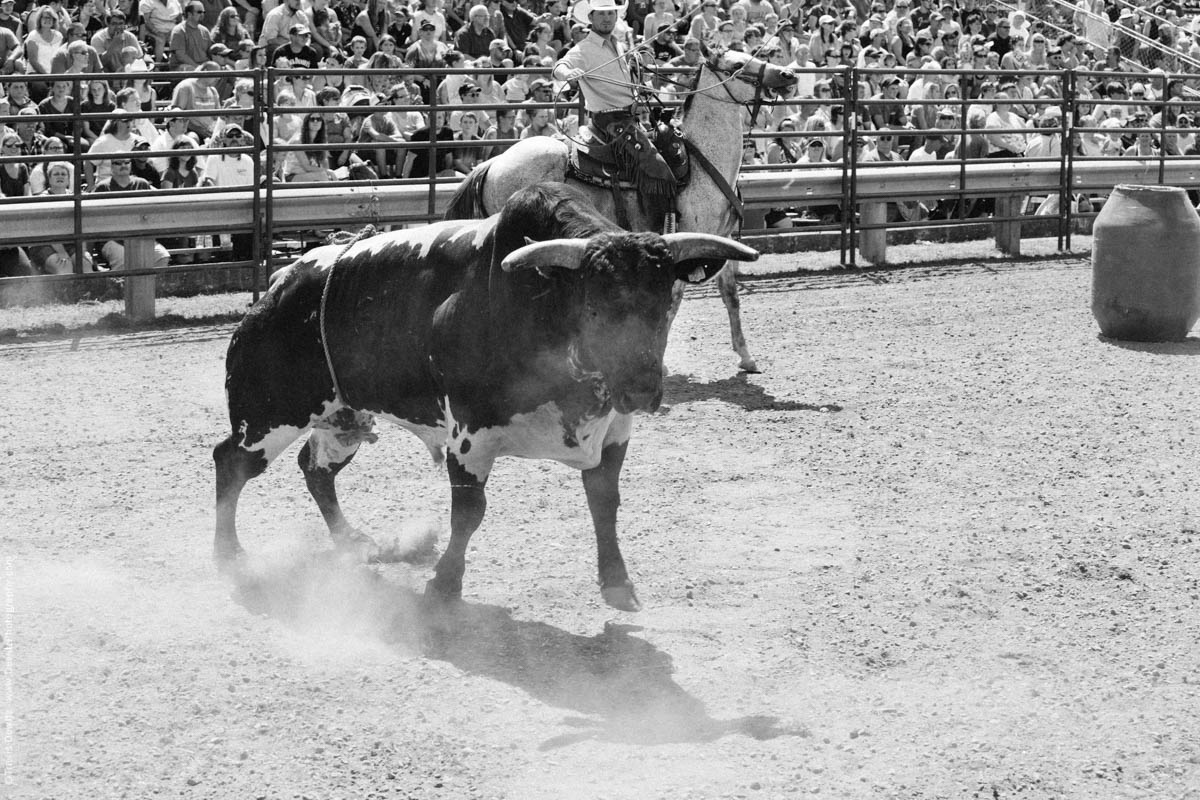 Cowboy on Horse Ropes Bull-3016