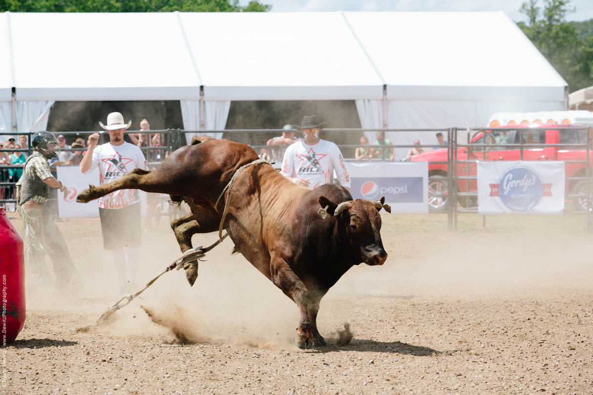 Kicking Bull in Dust-2803