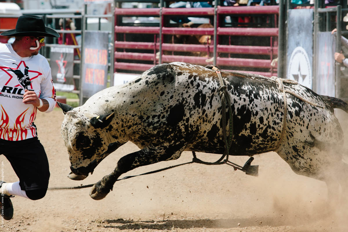 Rodeo Bull Fighter Being Chased-2839