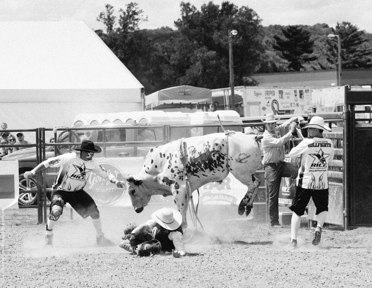 White Bull Throws Rider-2822