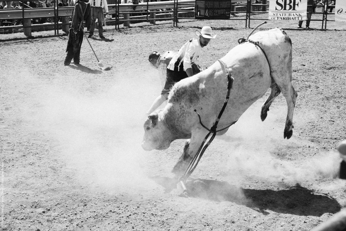 White Bull in Arena Bucking-3173