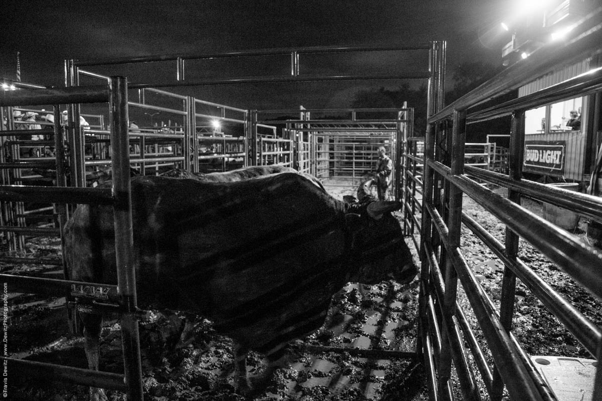 big-bull-in-rodeo-pens-night-5280